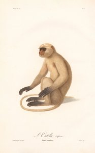 Hanuman Langur (Simia entellus) af Jean Baptiste Audebert