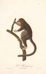 Mongoose-lemur (Lemur Mongoz) af Jean Baptiste Audebert