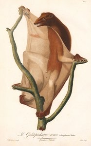 Rød flyvende lemur (Galeopithecus rufus) af Jean Baptiste Audebert