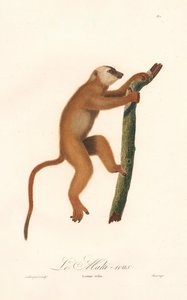 Rød lemur (Lemur rufus) af Jean Baptiste Audebert