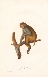 Rhesusmakak (Simia Rhesus) af Jean Baptiste Audebert