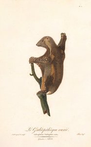 Plettet flyvende lemur (Galeopithecus variegatus) af Jean Baptiste Audebert