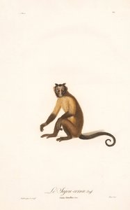 Tufted Capuchin (Simia fatuellus) af Jean Baptiste Audebert