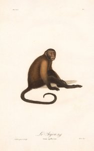 Tufted Capuchin-abe (Simia apella) af Jean Baptiste Audebert
