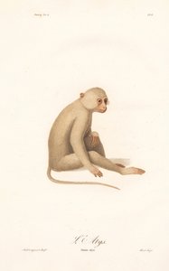 Hvidhåndet gibbon (Simia alys) af Jean Baptiste Audebert