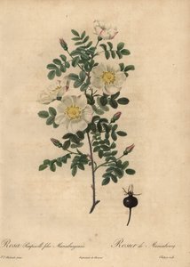 Marienbourgs brænderose, Rosa pimpinellifolia Mariaeburgensi