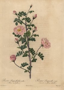 Pink Burnet rose, Rosa pimpinellifolia.