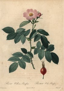 Lyserød æblerose, Rosa villosa.