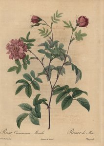 Lyserød kanelrose, Rosa majalis.