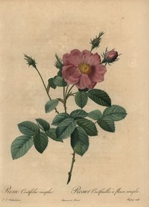 Lyserød rose, Rosa centifolia simplex.