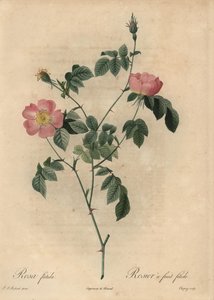Rosa foetida, Rosier a fruit fetide.