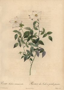 Hvid og lyserød Kinarose, Rosa chinensis.