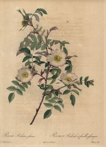 Hvid og lyserød rose, Rosa redutea glauca. af Jean Baptiste Chapuy