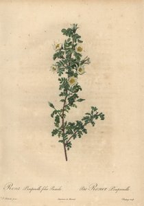 Hvid brændt rose, Rosa pimpinellifolia Pumila.
