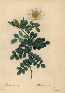 Hvid kyllingesavsrose, Rosa bracteata,