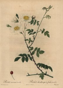 Hvid markrose, Rosa arvensis.
