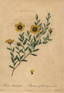 Gul rose, Rosa berberifolia. af Jean Baptiste Chapuy