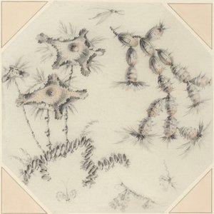 Bambusblomster og kaktus (sort og rødt kridt på papir)
