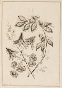 Blomstergren af Jean Baptiste Pillement