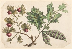 Flower Bough, fra "Chinese Flower Collection" af Jean Baptiste Pillement