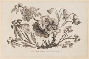 Blomstergrene, fra "Collection of Chinese Flowers" af Jean Baptiste Pillement