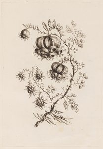 Blomstergren, fra "Fleures Persannes" af Jean Baptiste Pillement