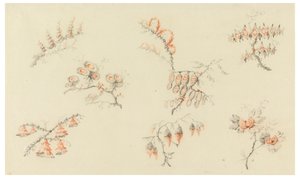 Sprays af syv ideelle blomster og af en næsten naturalistisk blomst af Jean Baptiste Pillement