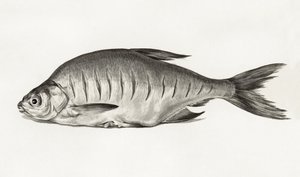 Fish (1775–1833) af Jean Bernard