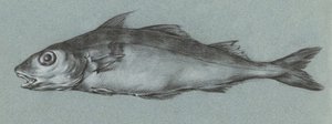 Fish Green (1775–1833) af Jean Bernard