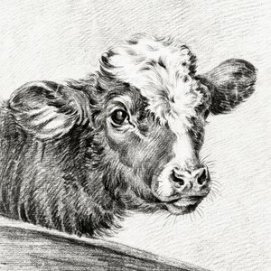 Kohoved af Jean Bernard