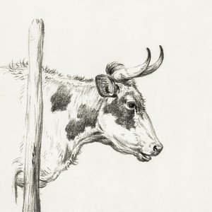 Kohoved, set fra højre (1820) af Jean Bernard