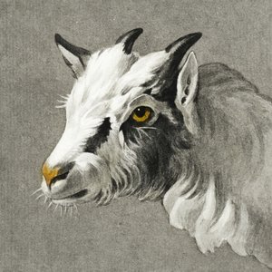 Et gedhoved af Jean Bernard