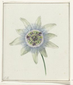 Passionsblomst af Jean Bernard