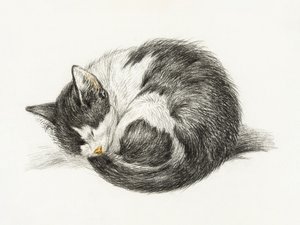 Sammenrullet, liggende, sovende kat (1825)
