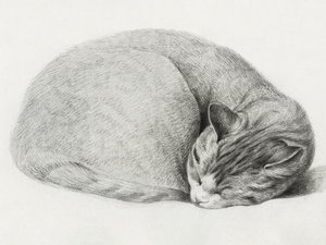 "Sammenkrøbet, sovende kat" af Jean Bernard (1775–1883)