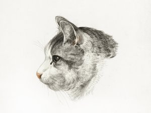 Tegning af en kat (1819) af Jean Bernard (1775–1883) af Jean Bernard