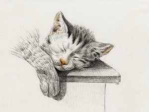 Tegning af en sovende kat