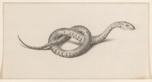 Slang af Jean Bernard