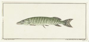 Gedde af Jean Bernard