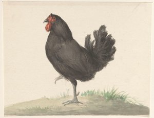 Stående sort kylling af Jean Bernard