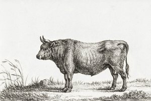 Standing Bull af Jean Bernard