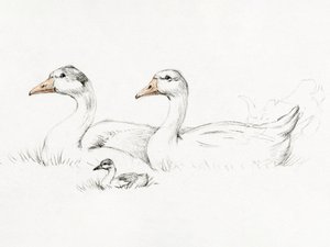 To gæs med en unge (1775–1833)