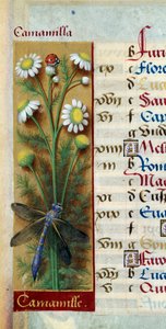 Botanisk: kamille med mariehøne og guldsmede. Miniature fra "" Les grandes Hours d