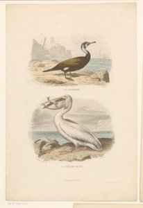 Skarv og hvid pelikan Le cormoran (titel på objekt) Le Pelican blanc (titel på objekt) af Jean Charles Pardinel