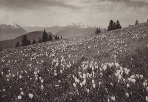 Rigi Kaltbad, Fruhling (s/h foto) af Jean Gaberell