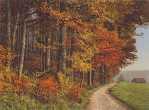 Schweiz: Autumn Woods (farvefoto)