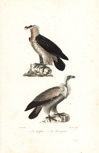 Skægørn og Eurasien griffon.