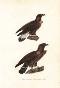 Kongeørn, Aquila chrysaetos.