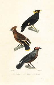 Hill myna, bøhmisk voksvinge og coleto.