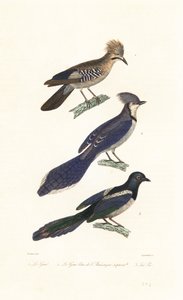 Jay, blue jay og magpie.